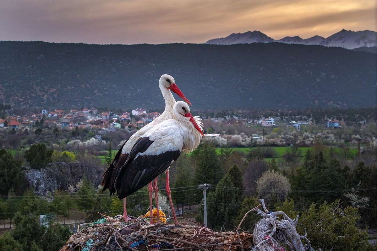 Konya’da doğanın en zarif nöbeti! Leylekler Vadisi’nde kuluçka heyecanı 1